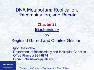 DNA Replication, Recombination, and Repair 2