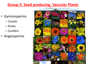 Group 3: Seed producing, Vascular Plants
