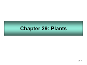Chapter 29: Plants