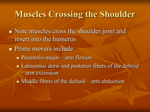 Muscle System Part 3