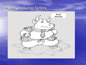 BEEF PRODUCING FACTORY