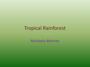 Tropical Rainforest - tccsmrirons