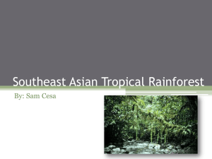 Southeast Asian Tropical Rainforest