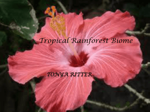 Tropical Rainforest Biome - Tonya Ritter