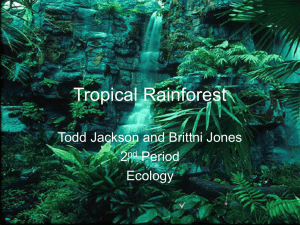 Tropical Rainforest2