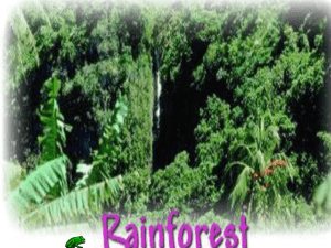The Rain Forest By: B.D 7H