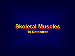 Skeletal Muscles