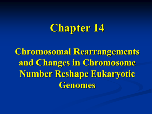 Deletion loops in polytene chromosomes