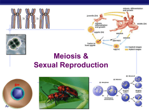 Meiosis - apbiologypathways