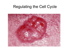 Regulating the Cell Cycle How long does the cell cycle take? Not all