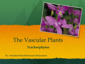 The Vascular Plants