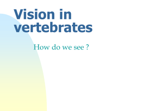 Vision in vertebrates