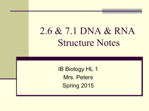 2.6 & 7.1 DNA & RNA Structure Notes 2.6 DNA RNA