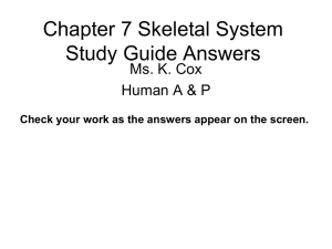 Chapter 7 Skeletal System Study Guide Answers