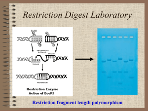 Restriction Fragment Length Polymorphism Experiment (RFLP)