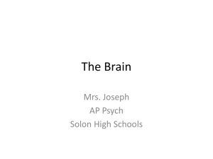 brain stem - Solon City Schools