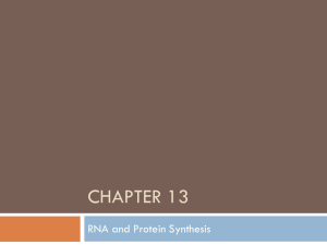 13_RNA and Protein Synthesis