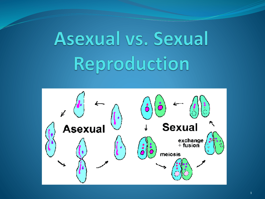 Asexual Vs Sexual Reproduction Genetic Engineering Info Riset 