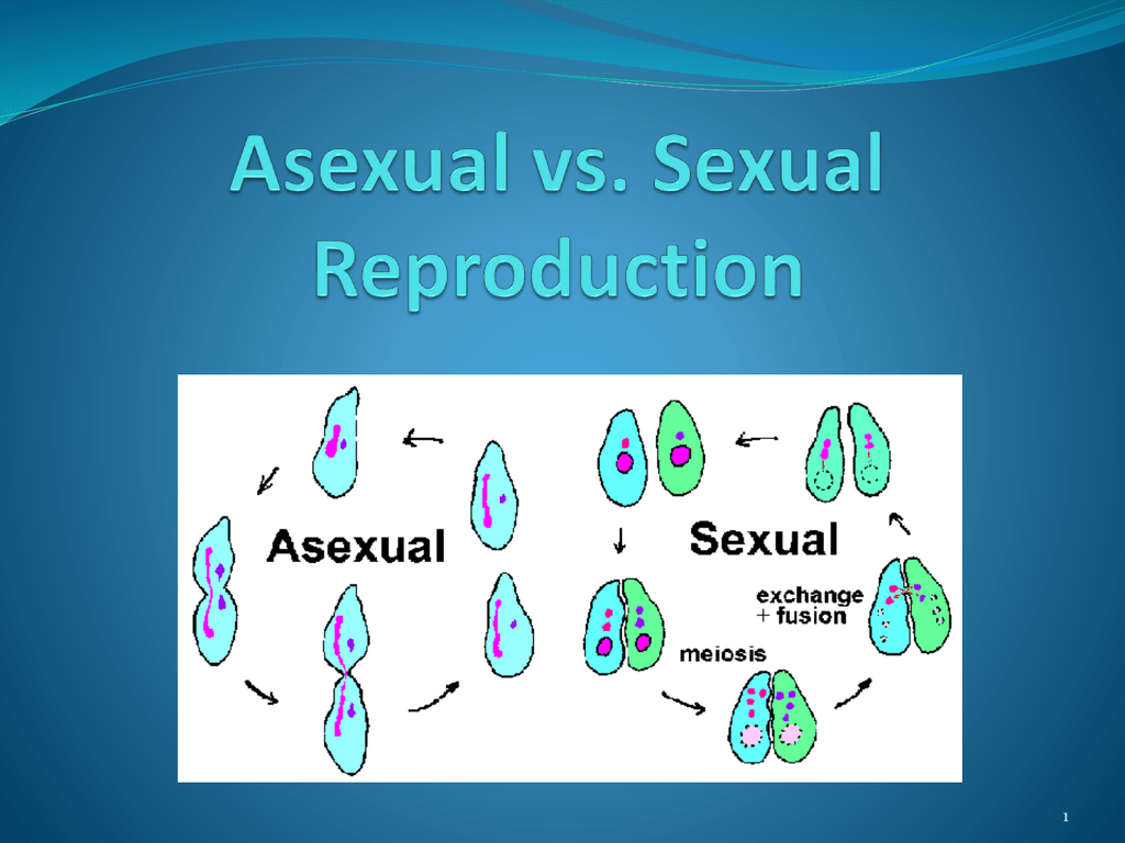 Asexual Vs Sexual Reproduction Genetic Engineering Info Riset