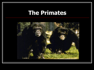 Lecture: The Primates