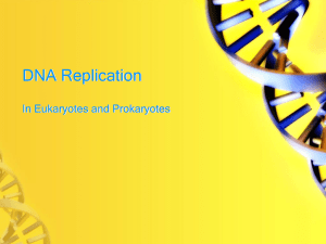 DNA Replication