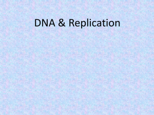 16 DNA & Replication