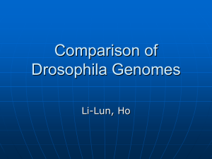 Drosophila Genome Comparison