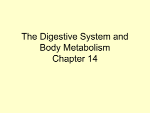 Digestive System PPT