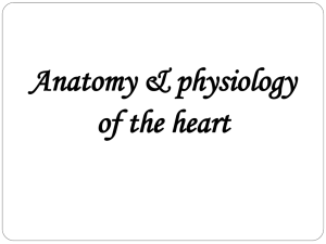 Heart Anatomy