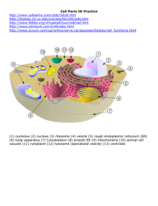Cell Parts ID Practice http://www.cellsalive.com/cells/3dcell.htm http