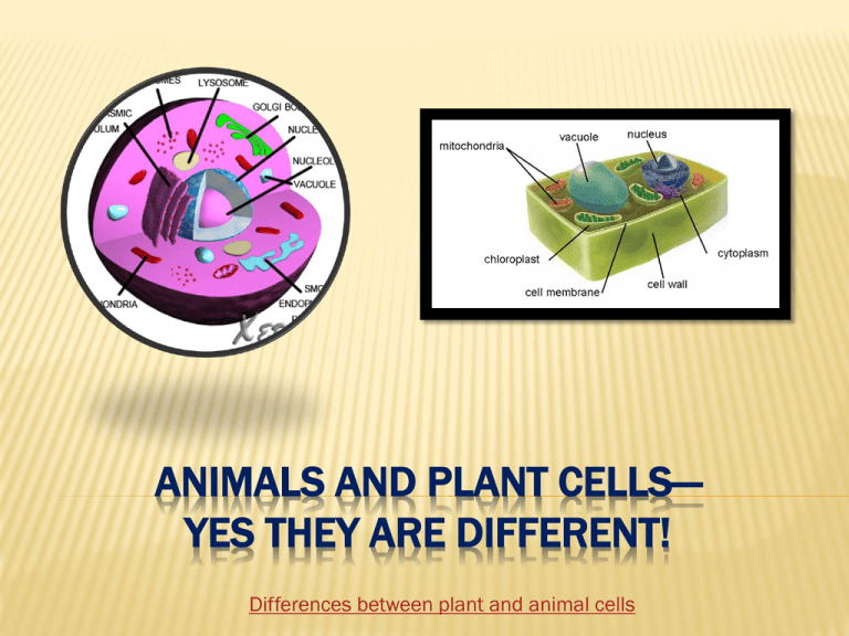 1-Animal-Plant-and-Cell-Organizational-Systems