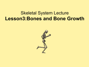 Lesson 3 - The Skeletal system