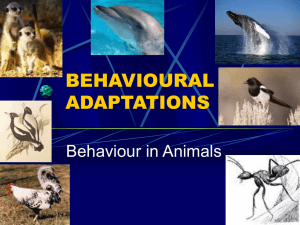 behavioural adaptations