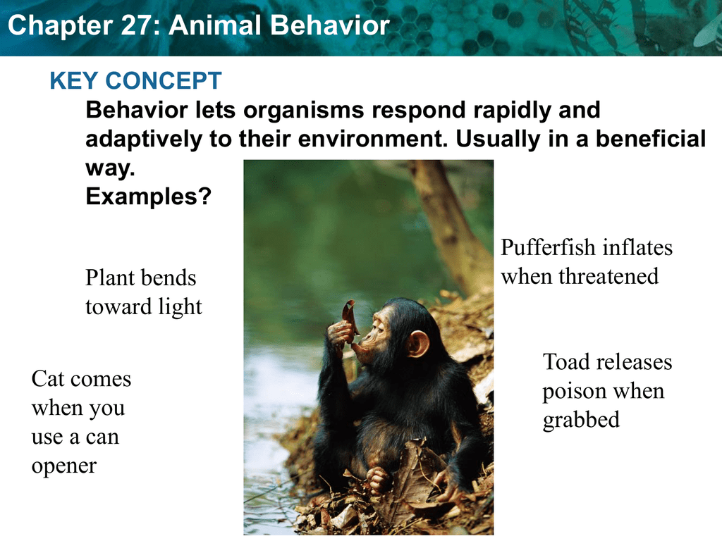 Animal Behaviors power point File