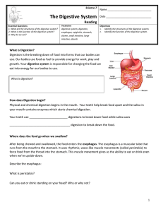 The Digestive System Reading