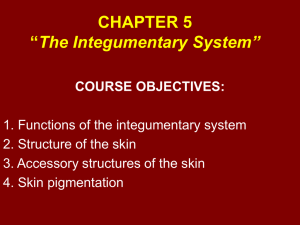 CHAPTER 5 “The Integumentary System”