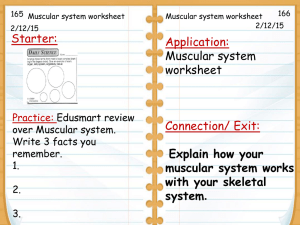 Muscular system Worksheet