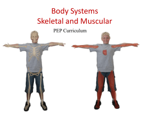 Skeletal System Notes Skeletal system