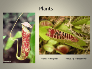 Plants(1)
