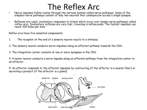Reflex Arc Questions