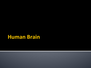 Human Brain - Science with Shust