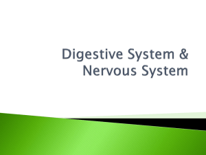 Digestive System & Nervous System