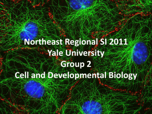 Cell Cycle (PowerPoint) Northeast 2011