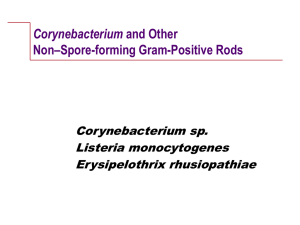 Corynebacterium And Other Nonsporeforming Gram Positive Rods