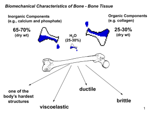 Bone & Joint Lecture