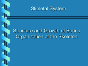 Forms during fetal development Forms spongy bone surrounded by