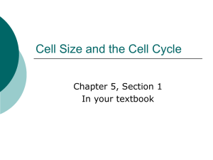 Cell Size and the Cell Cycle