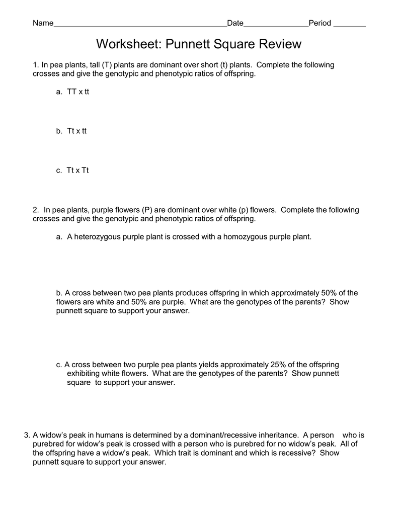 Genotype And Phenotype Worksheet Answers - THEBYUMOVIEREVIEW