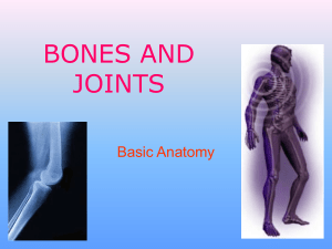 bones and joints - pe