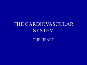 THE CARDIOVASCULAR SYSTEM